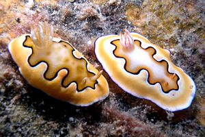 Chromodoris coi (Chromodoris coi)