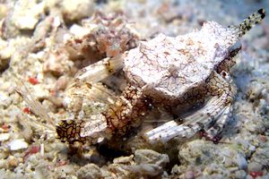 Pesce pegaso minore (Eurypegasus draconis)