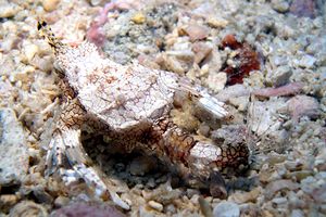 Pesce pegaso minore (Eurypegasus draconis)