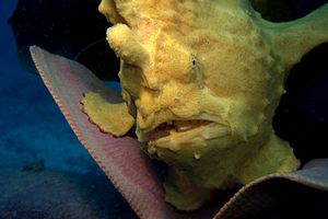 Pesce rana gigante (Antennarius commersoni)