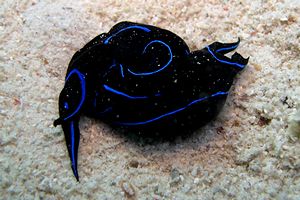 Chelidonura (Chelidonura varians)