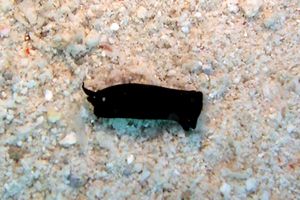 Chelidonura (Chelidonura sp)