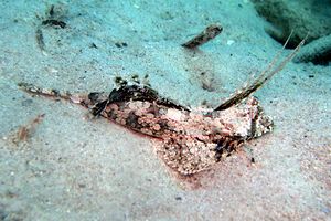 Dragonetto con le dita (Dactylopus dactylopus)