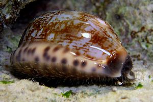 Ciprea arabica (Cypraea arabica)