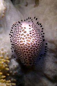 Ovulide dei coralli di cuoio (Calpurnus verrucosus)