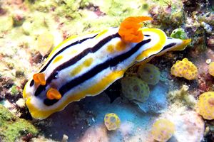 Chromodoris di coleman (Chromodoris cf. colemani)