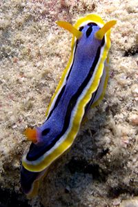 Chromodoris di anna (Chromodoris annae)