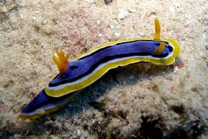 Chromodoris di anna (Chromodoris annae)