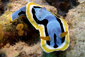 Chromodoris di anna (Chromodoris annae)