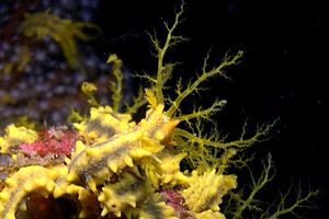 Oloturia (Colochirus robustus)