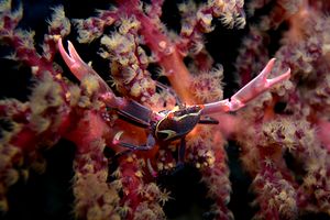 Quadrella maculata (Quadrella maculosa)