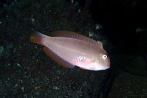 Pesce pettine (Xyrichtys novacula)