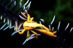 Galatea del crinoide (Allogalathea elegans)