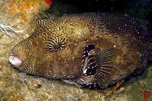 Pesce palla mappa (Arothron mappa)