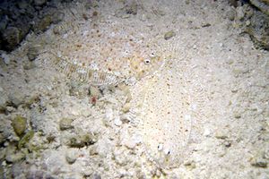 Sogliola reticolata (Aseraggodes kaianus)