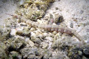 Pesce ago a punti gialli (Corythoichthys polynotatus)