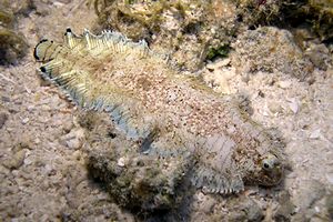 Sogliola a bande (Soleichthys heterorhinos)