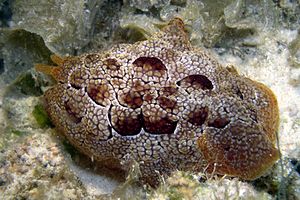 Pleurobranco di forskal (Pleurobranchus forskali)