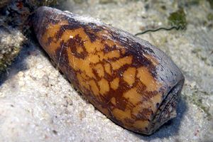 Cono striato (Conus striatus)