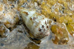 Cono mediterraneo (Conus mediterraneus)