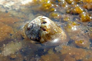 Cono mediterraneo (Conus mediterraneus)