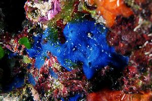 Spugna blu (Terpios caerulea)