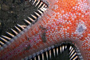 Stella pettine maggiore (Astropecten aranciacus)