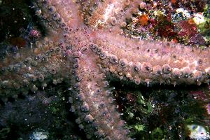 Martasteria (Marthasterias glacialis)