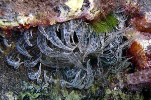 Anemone bruno (Aiptasia mutabilis)