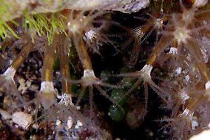 Arenicola (N.d. n.d.)