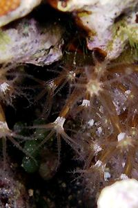 Arenicola (N.d. n.d.)