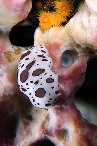 Vacchetta di mare (Discodoris atromaculata)