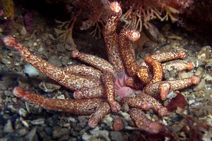 Peachia (Anemonactis mazeli)