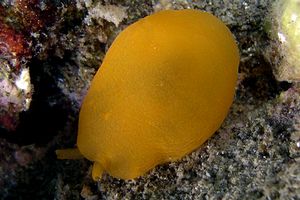 Bertella arancione (Berthella aurantiaca)