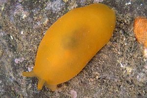 Bertella arancione (Berthella aurantiaca)