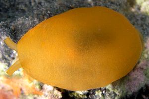 Bertella arancione (Berthella aurantiaca)