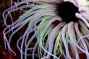 Cerianto (Cerianthus membranaceus)