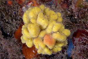 Spugna corna di daino (Axinella damicornis)