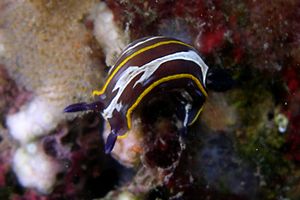 Doride di Fontandrau (Hypselodoris fontandraui)