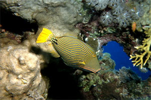 Pesce balestra striato (Balistapus undulatus)
