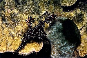 Pesce ago fantasma ornato (Solenostomus paradoxus)