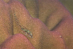 Pesce (Helcogramma gymnauchen)