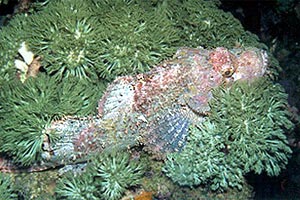 Pesce scorpione tassellato (Scorpaenopsis oxycephalus)