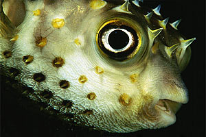 Pesce istrice (Cyclichthys spilostylus)