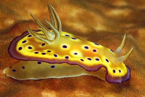 Chromodoris kuniei (Chromodoris kuniei)