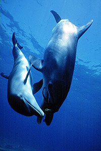 Tursiope (Tursiops truncatus)