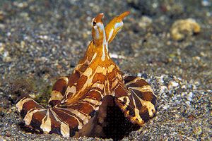 Wonderpus (Octopus sp. 2)