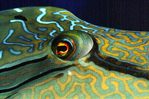 Pesce napoleone (Cheilinus undulatus)