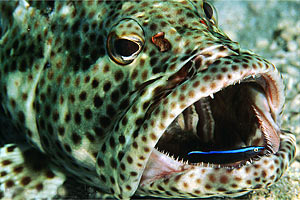 Cernia maculata bruna (Epinephelus tauvina)