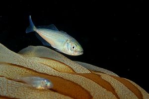 Sugherello (Trachurus trachurus)